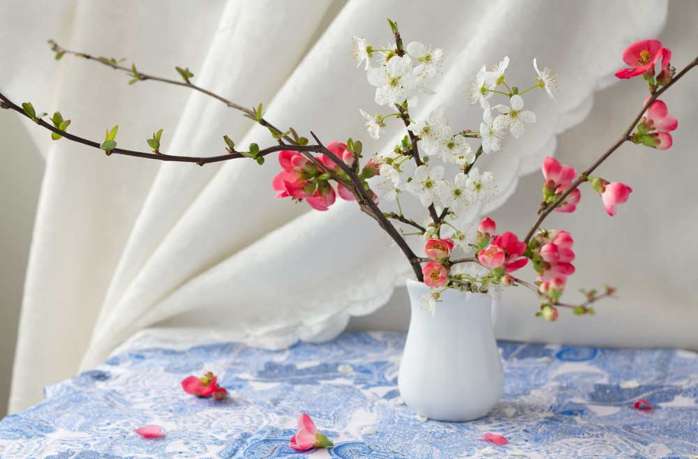 Zierquitte - Chaenomeles - Vase - Frühling - Franks kleiner Garten