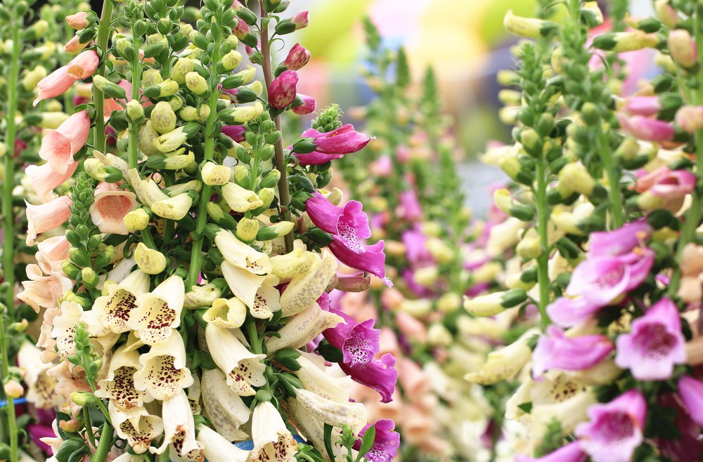 Lückenfüller- Bienen - Fingerhut - Frühling - Sommer - Zweijährige - Bienenweide - Franks kleiner Garten