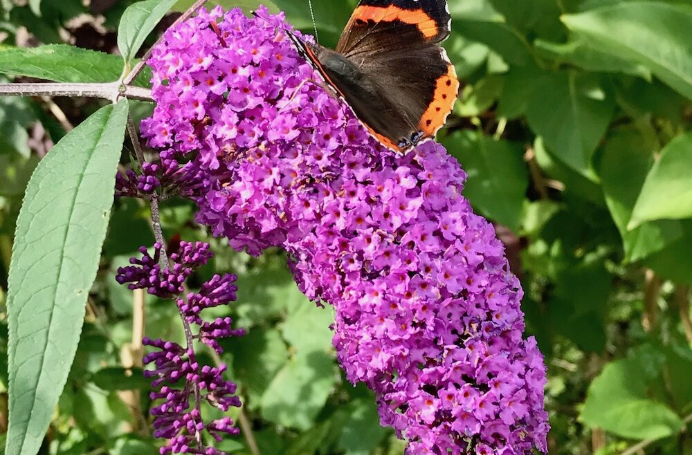 Garten - Juli - Flieder - Schmetterling - Franks kleiner Garten