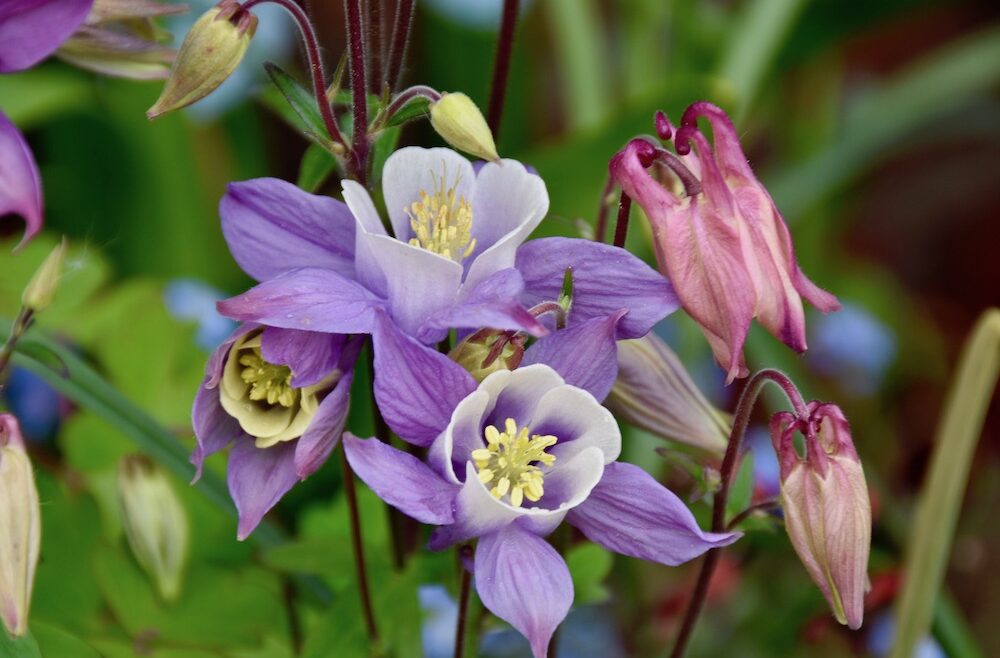 Sommer - Juli - Akkelei - Blüte - Franks kleiner Garten