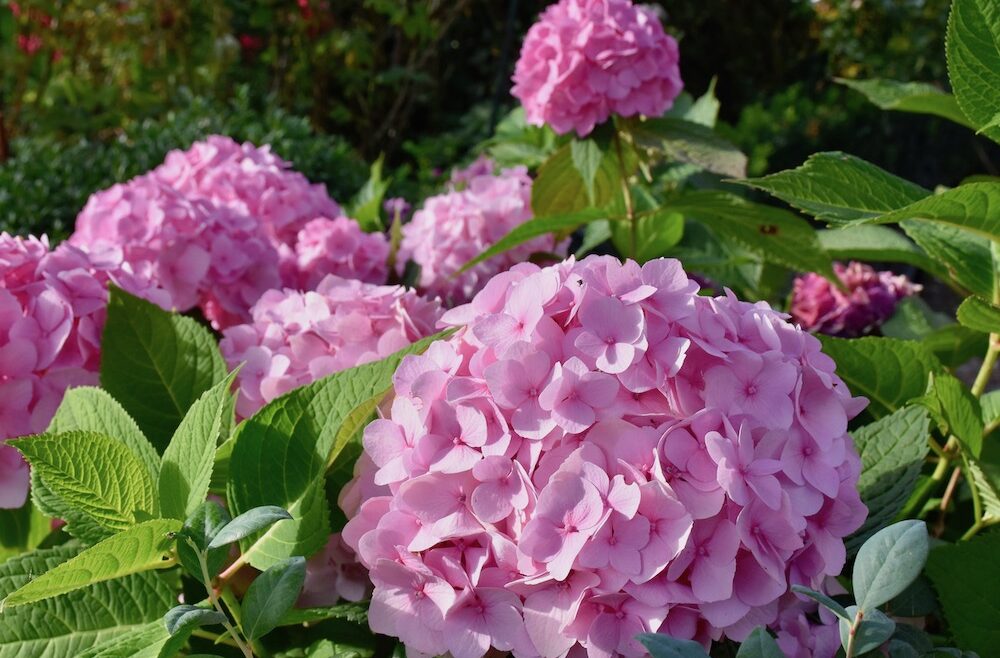 Hortensien - August - Sommer - 2020 - Endless Summer - Franks kleiner Garten