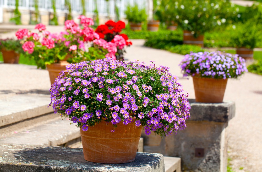 Astern - Topf - Terrasse - Eingang - Herbst - Franks kleiner Garten