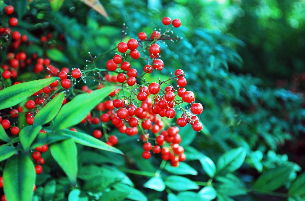 Hecke - Sichtschutz - Feurdorn - Beeren - Franks kleiner Garten