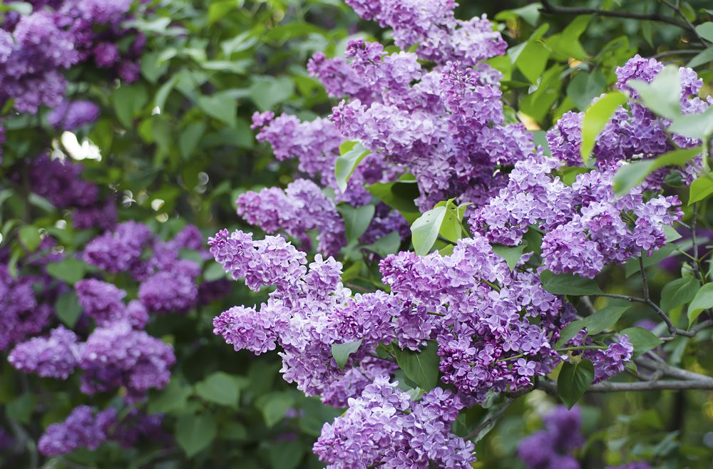 Hecke - Sichtschutz - Flieder - Franks kleiner Garten
