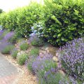 Hecke - Lavendel - Kirschlorbeer - Hortensien - Franks kleiner Garten