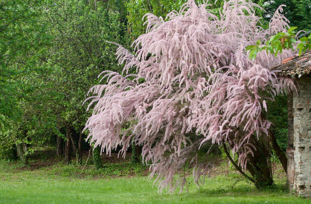 Hecke - Sichtschutz - Franks kleiner Garten
