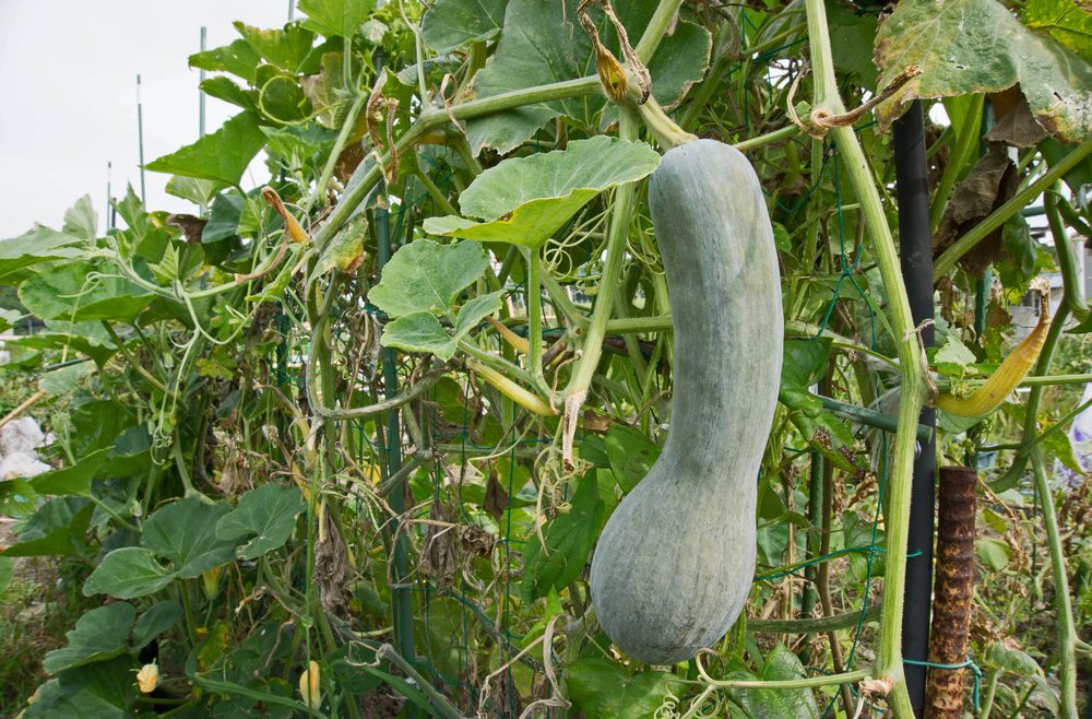 Kürbis - Moschus-Kürbis - Ernte - Franks kleiner Garten