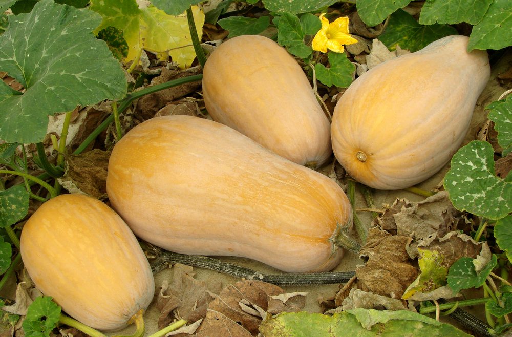 Kürbis - Butternut - Ernte - Acker - Nutzgarten - Franks kleiner Garten