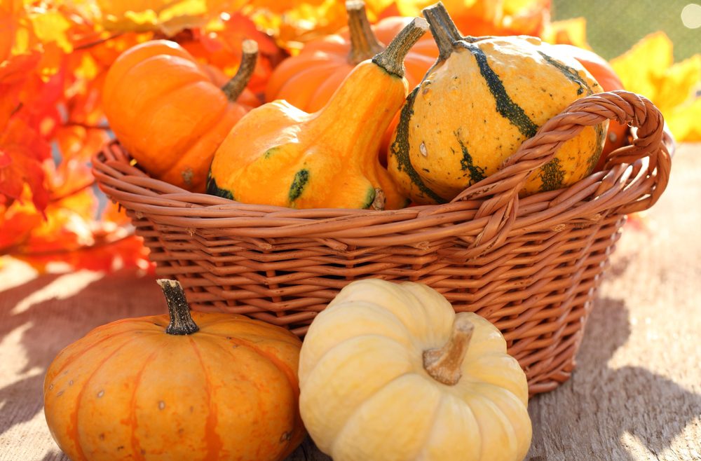 Kürbis - Zierkürbis - Deko - Herbst - Franks kleiner Garten