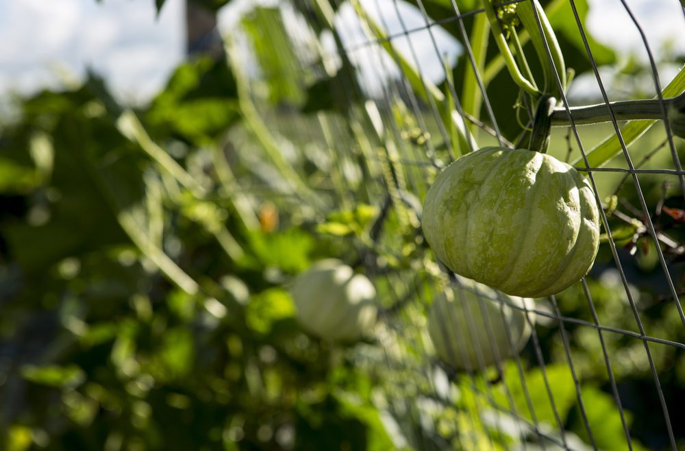 Herbst - Kürbis - Ernte - Aufzucht - Spalier - Franks kleiner Garten