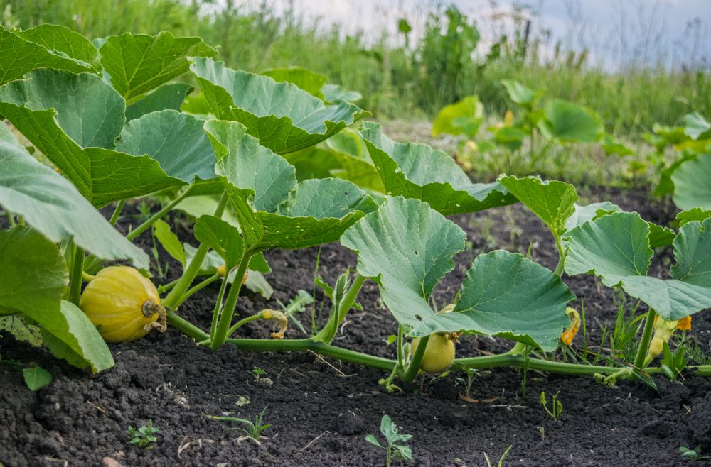 Kürbis - Triebe - Acker - Nutzgarten - Franks kleiner Garten