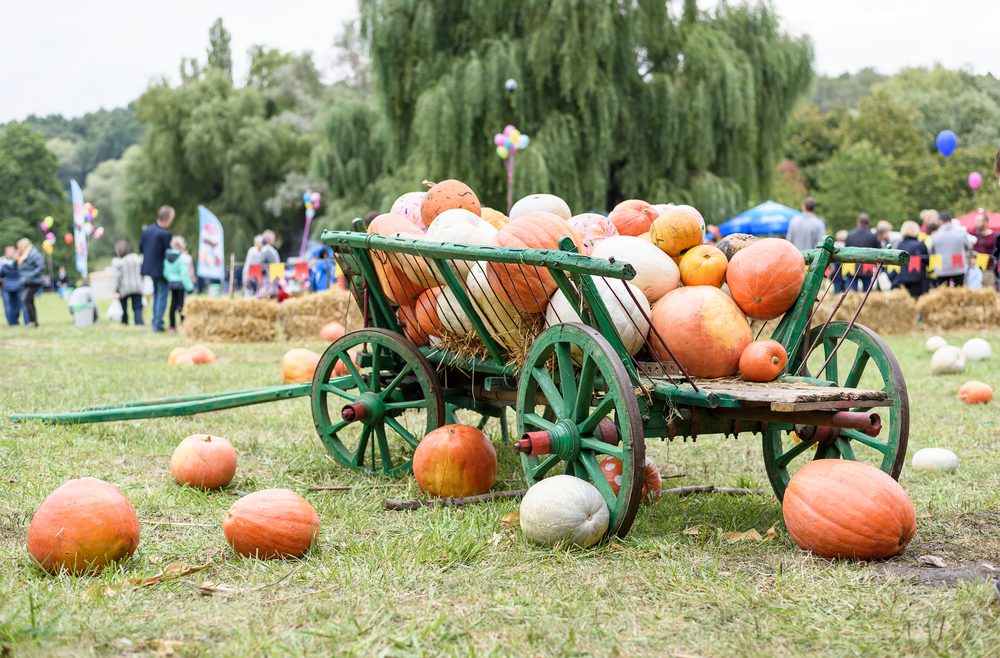 Herbst - Kürbis - Ernte - Volksfest - Franks kleiner Garten