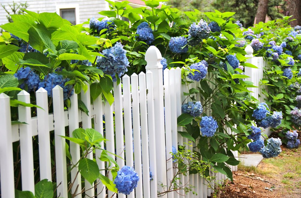 Hortensien – Düngen - Sommer - Gartenzaun - Blütenpracht - Franks kleiner Garten