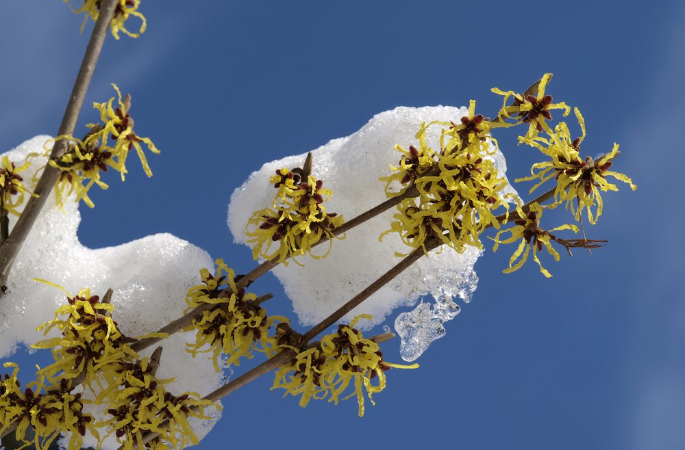 Frühling - Winter Blüten - Zaubernuss - Franks kleiner Garten