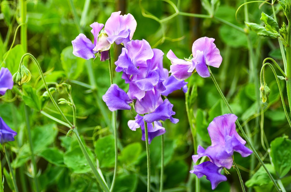 Lückenfüller - Duftgarten - Duftpflanzen - Blütenpracht - Duftwicke - Franks kleiner Garten