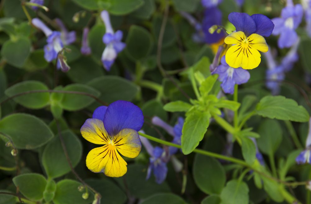 Hornveilchen - Balkonkasten - Frühling - Franks kleiner Garten