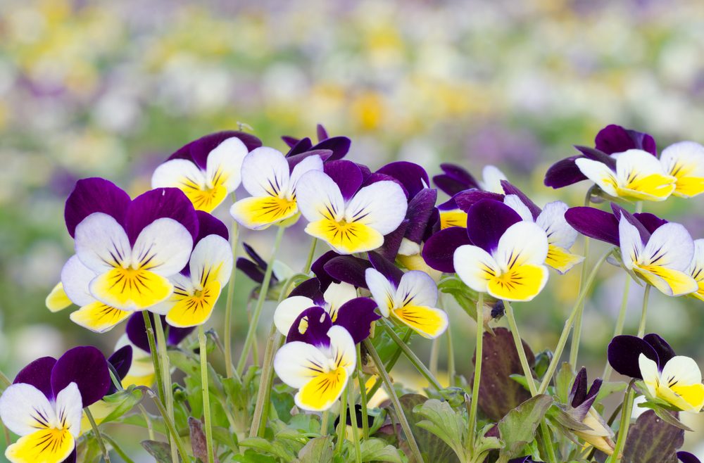Hornveilchen - Frühlingsbote - pflegeleicht - Gruppenpflanzung - Franks kleiner Garten