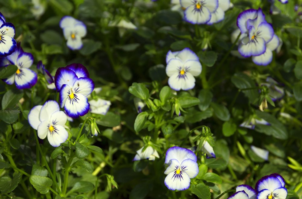 Hornveilchen - Frühling - Beet - Deko - Franks kleiner Garten