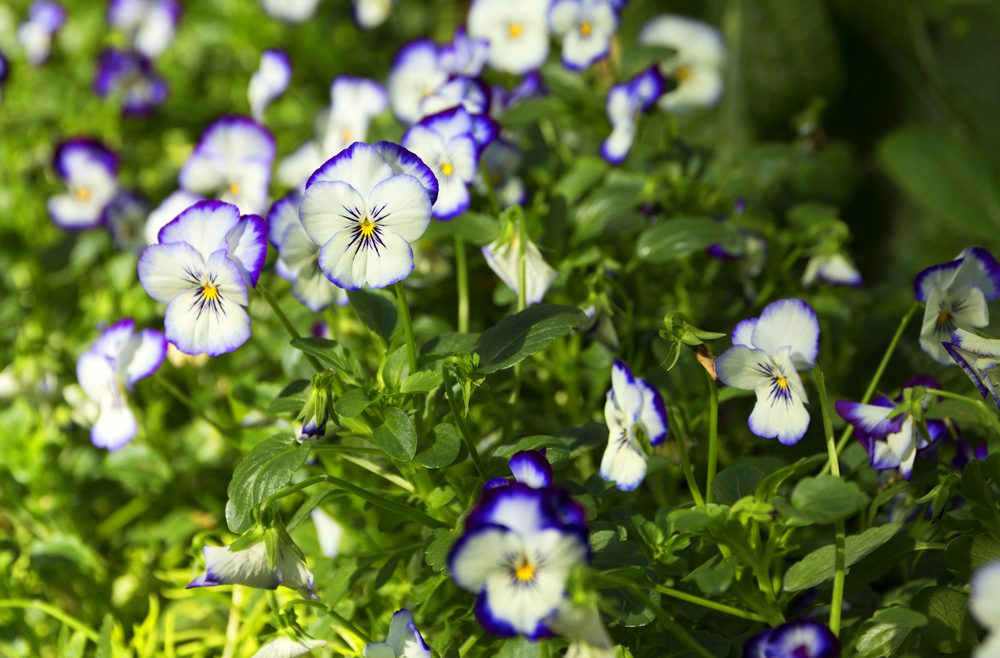 Hornveilchen - Frühling - Staude - widerstandsfähig - winterhart - pflegeleicht - Franks kleiner Garten