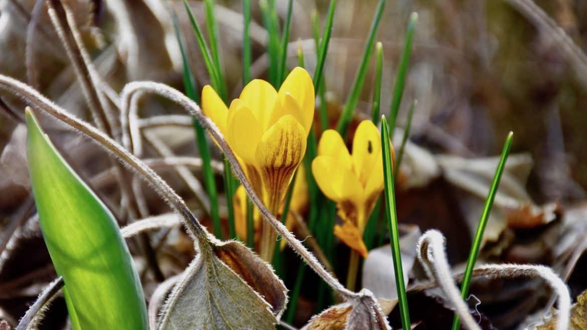 Frühling - Frühblüher - Krokusse - Bienennahrung - Franks kleiner Garten