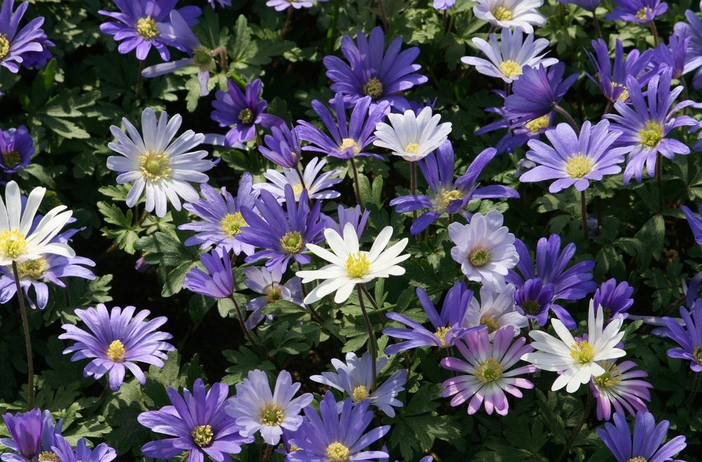 Frühlingsboten – Strahlenanemone - Franks kleiner Garten