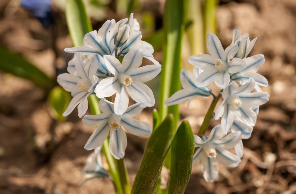 Frühlingsboten - Kegelblume - Franks kleiner Garten