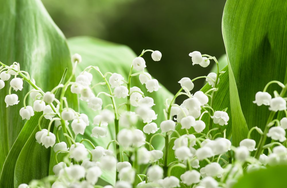 Frühlingsboten - Maiglöckchen - Franks kleiner Garten