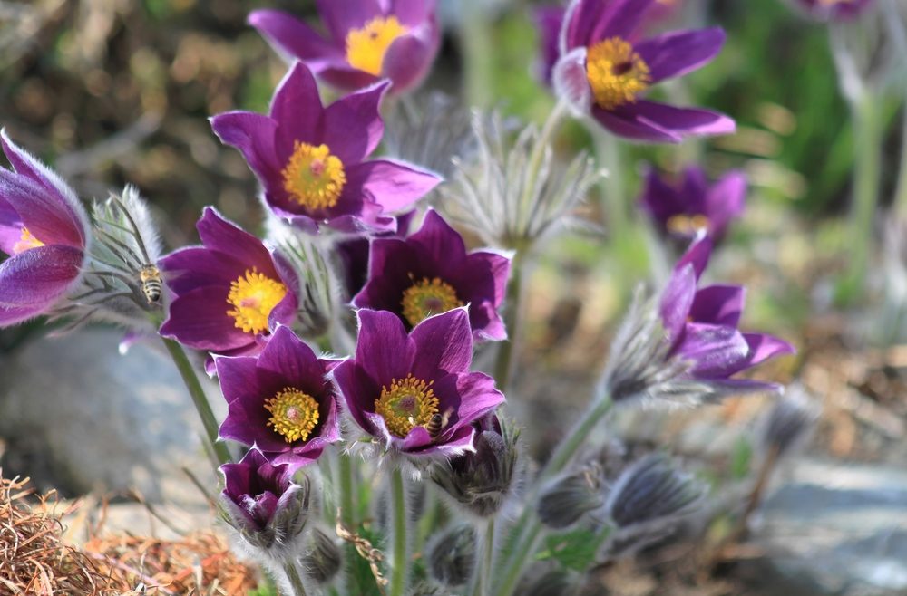 Frühlingsboten – Küschenschelle - Franks kleiner Garten