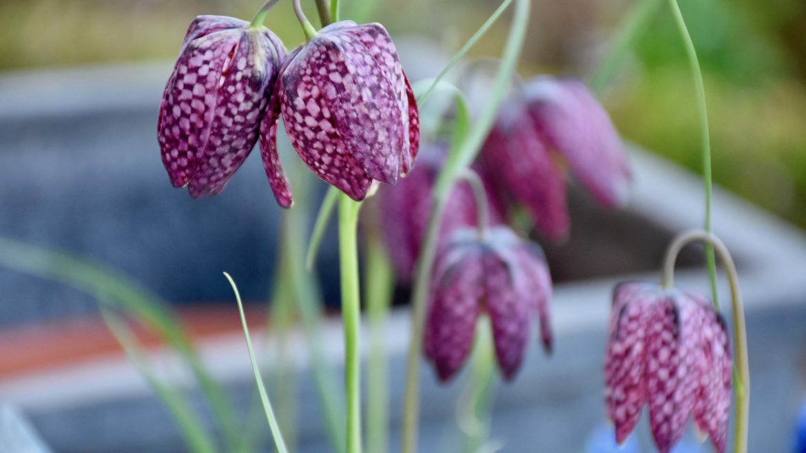 Frühlingsboten - Schachbrettblume - Frank kleiner Garten