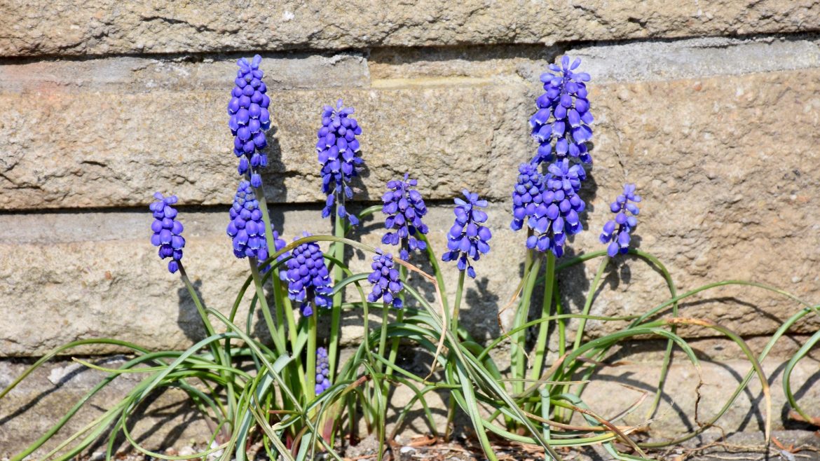 Frühlingsboten - Traubenhyazinthen – Franks kleiner Garten