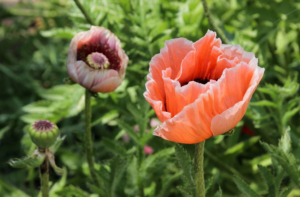 Frühlingsboten - Türkischer Mlohn - Franks kleiner Garten