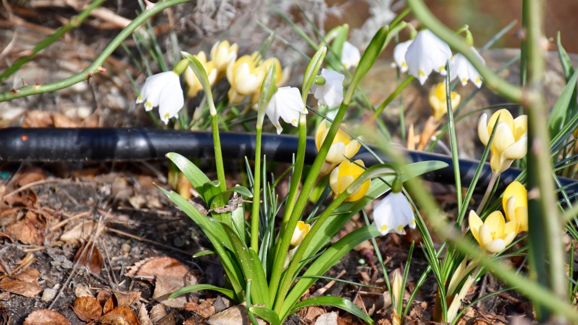 Frühlingsboten - Märzenbecher - Franks kleiner Garten