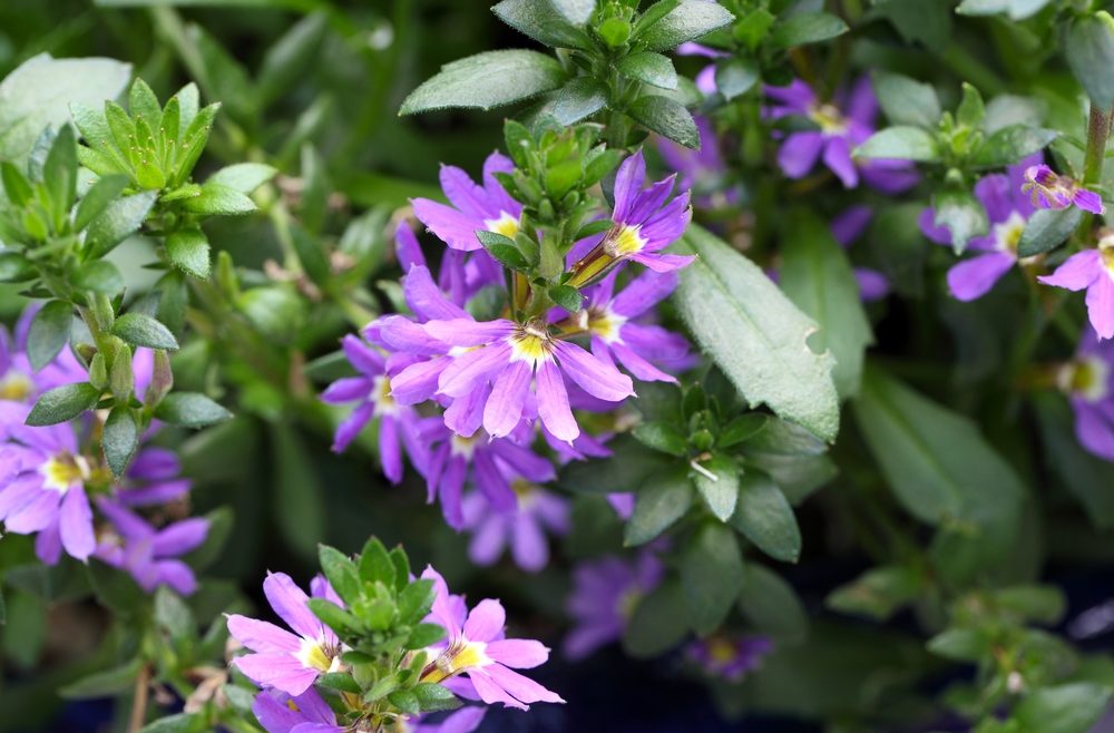 Fächerblume - franks kleiner garten