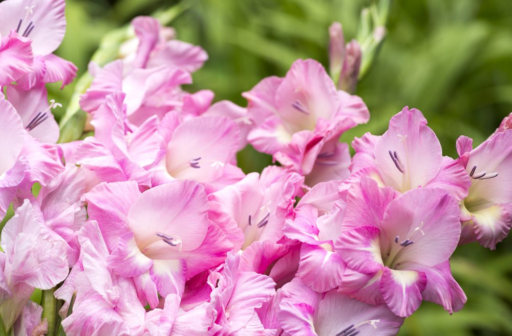 Garten im Mai - Gladiolus - frankskleinergarten.de