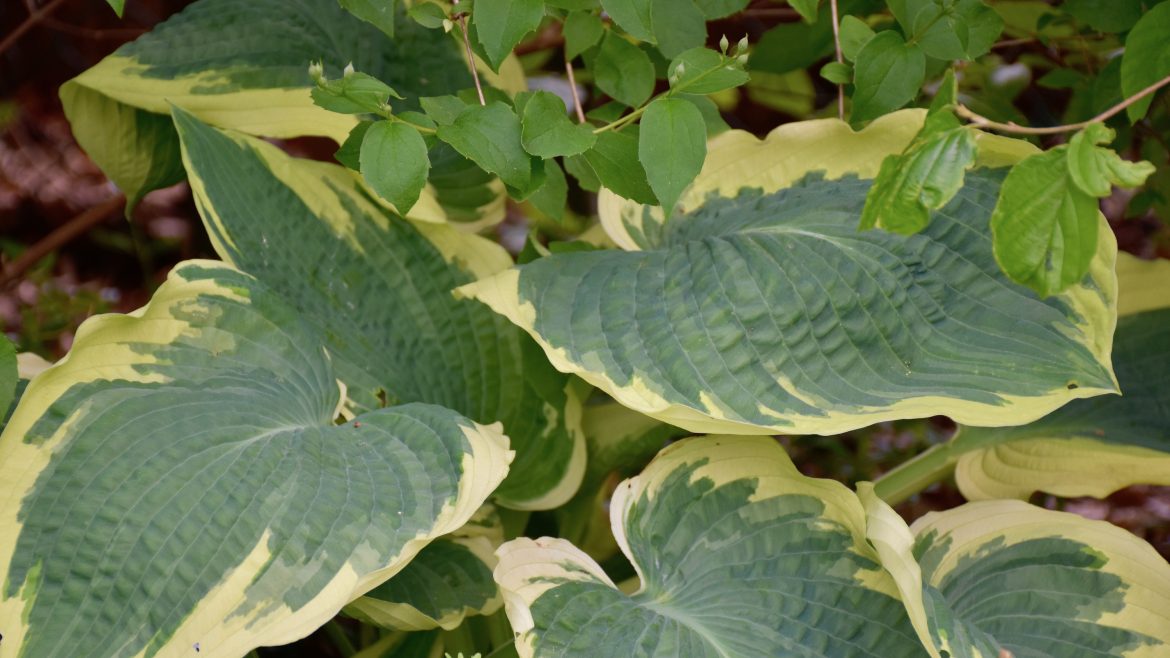 Hosta - franks kleiner garten