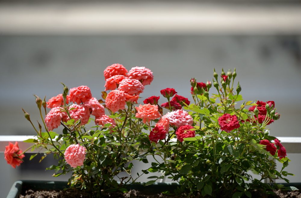 Rosen im Topf - Balkon - Yilmaz Uslu - frankskleinergarten