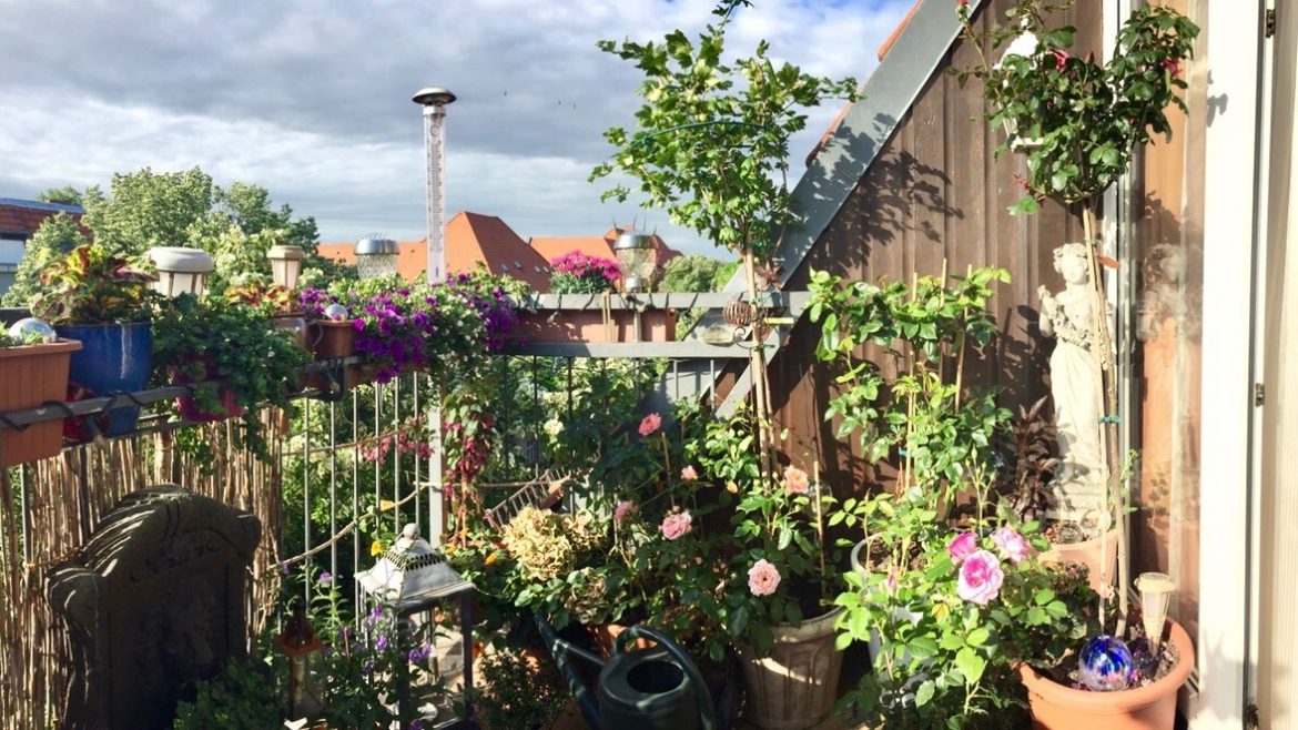 Rosen im Topf - Balkon - franksleinergarten