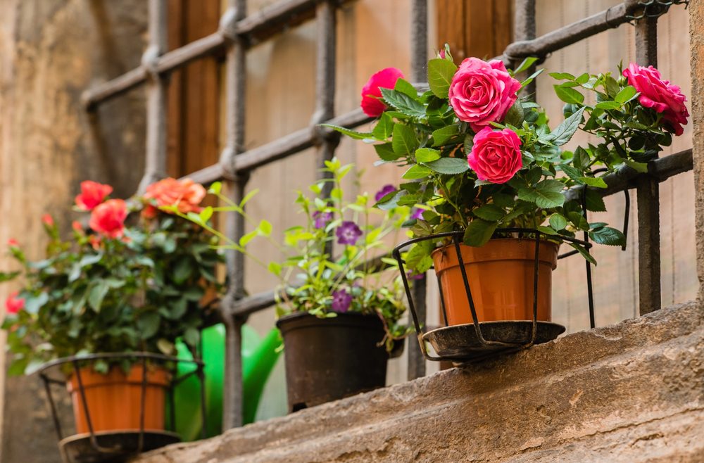 Rosen im Topf- Fensterbank - frankskleinergarten