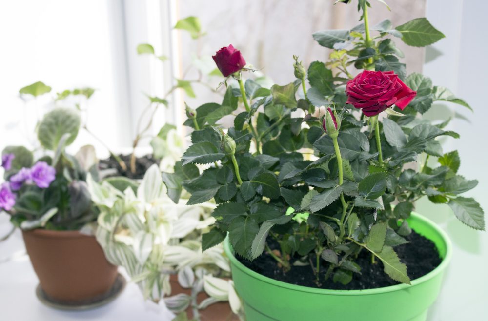 Rosen im Topf - Kuebel - frankskleinergarten