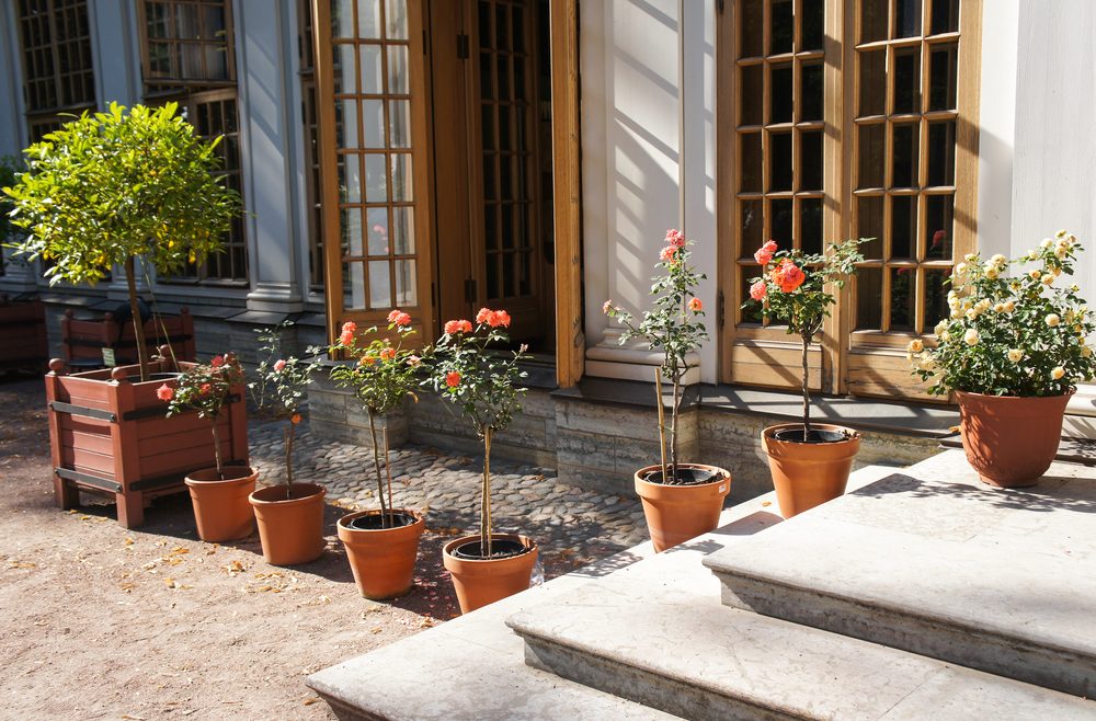 Rosen im Topf – Terrasse - frankskleinergarten