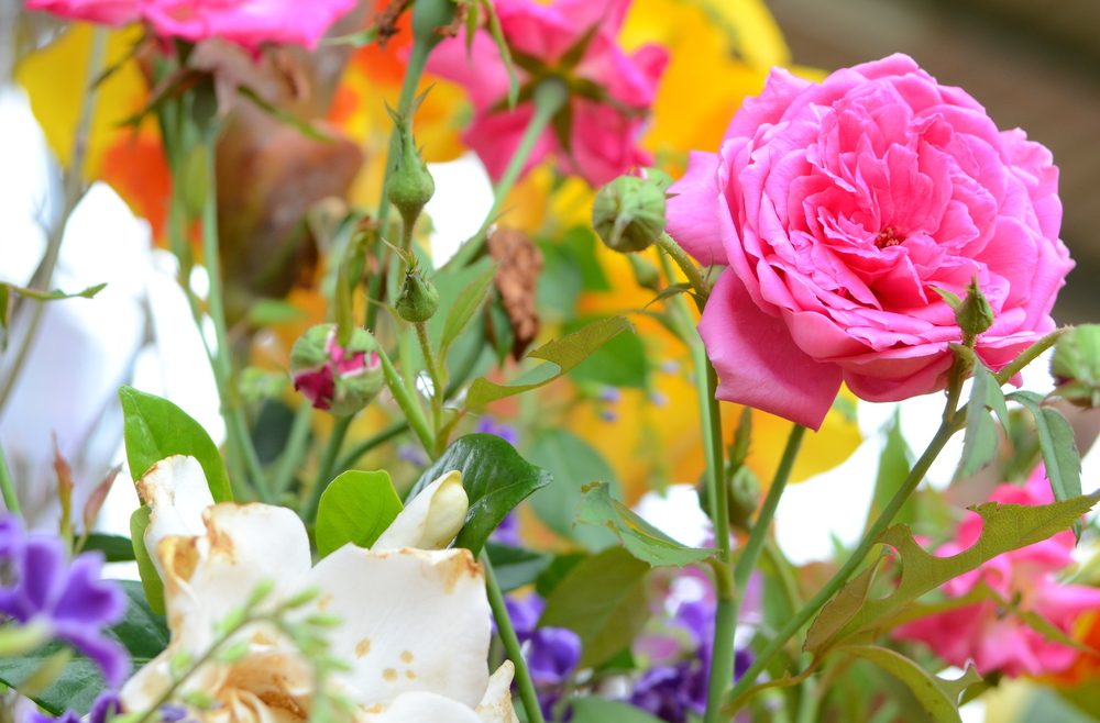 Rosen - Rosa - frankskleinergarten