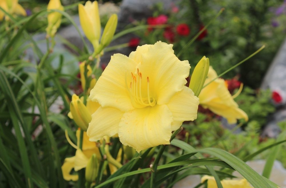 Taglilien - franks kleiner garten