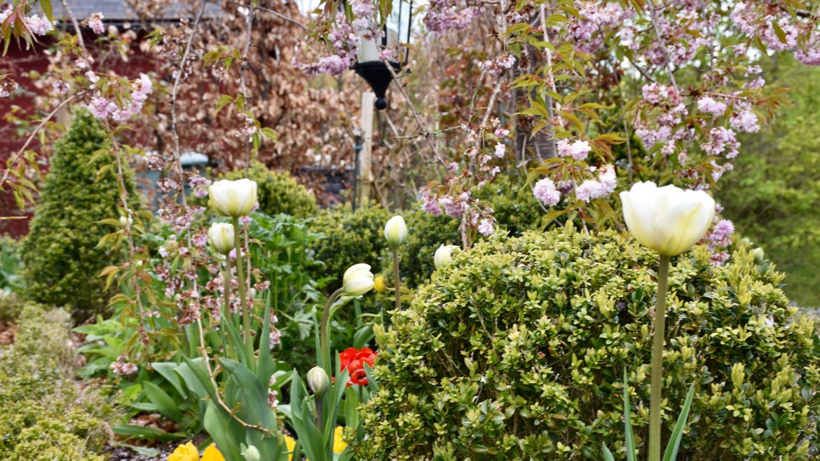 Buchs - Gartenarbeit im Mai - Tulpen - Buchs - frankskleinergarten.de
