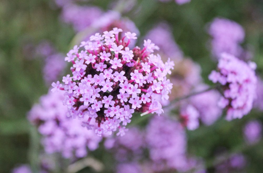 Verbena - franks kleiner garten