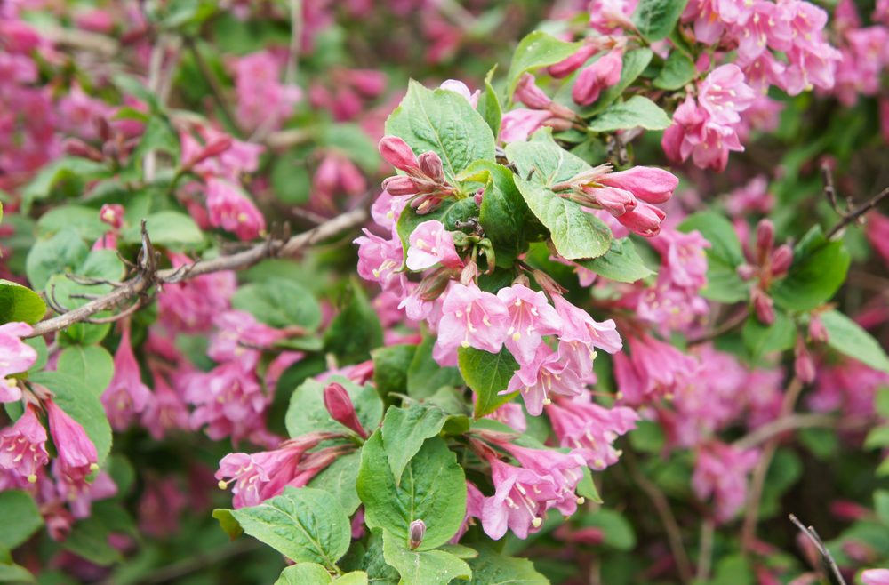 Weigelia - franks kleiner garten