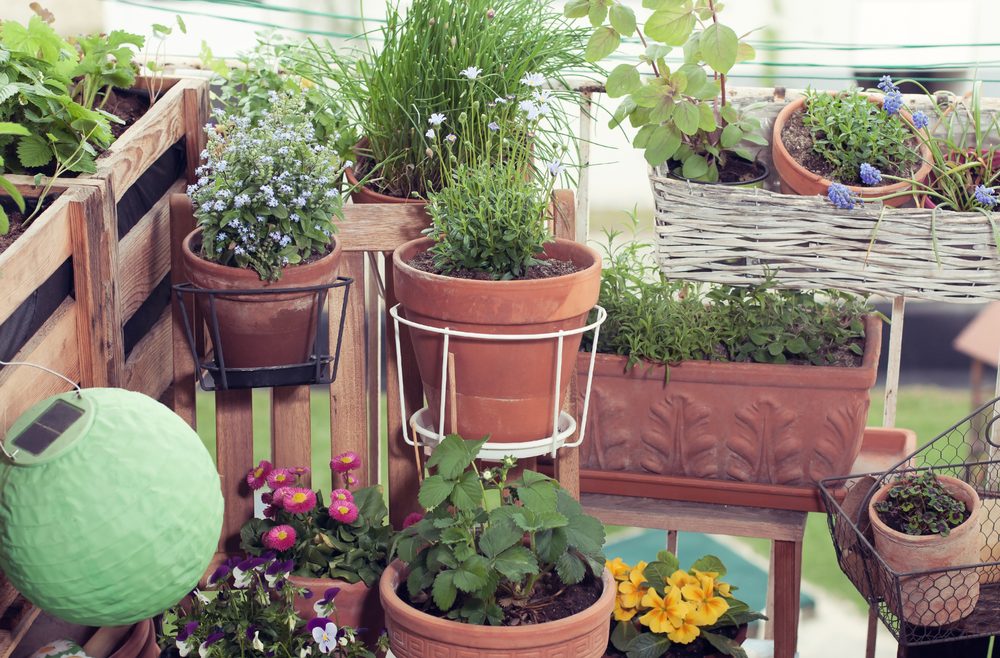 Garten im Mai - Kraeuter - frankskleinergarten