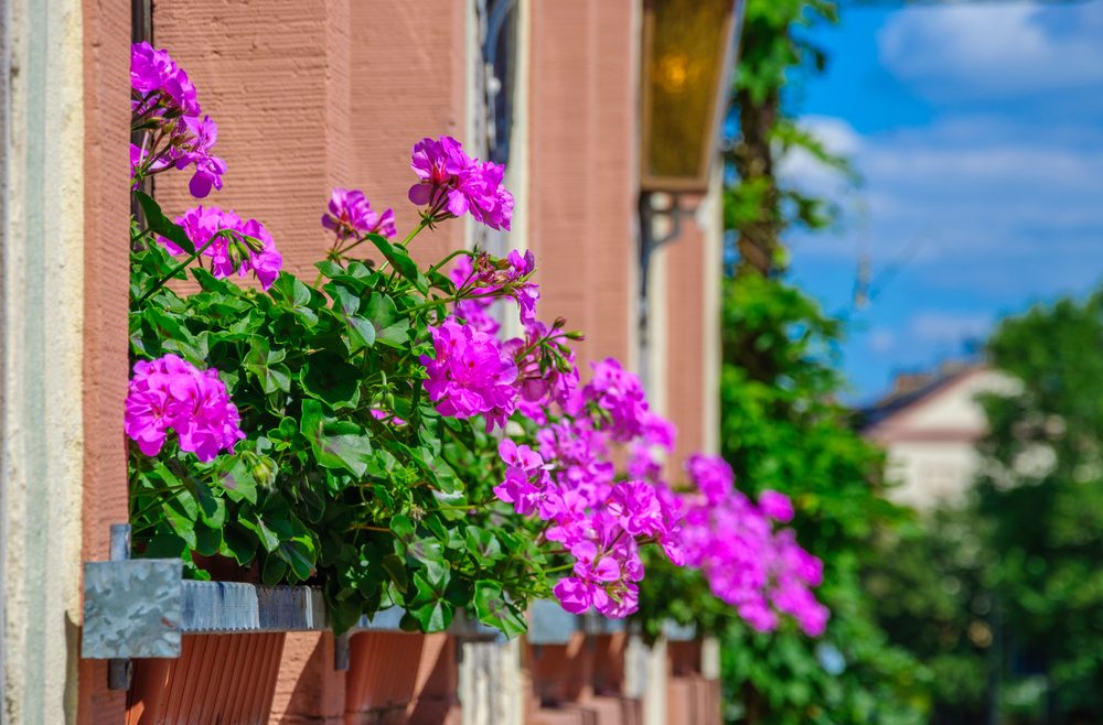 Balkon - Geranie - Franks kleiner Garten