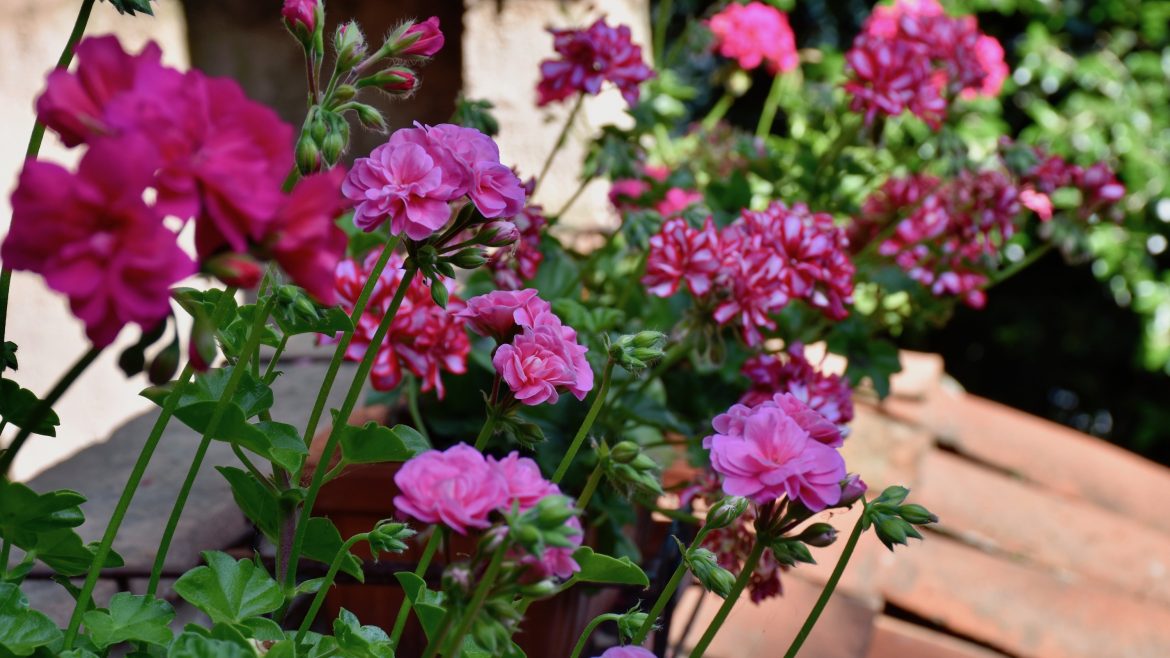 Geranien - Balkon - Franks kleiner Garten