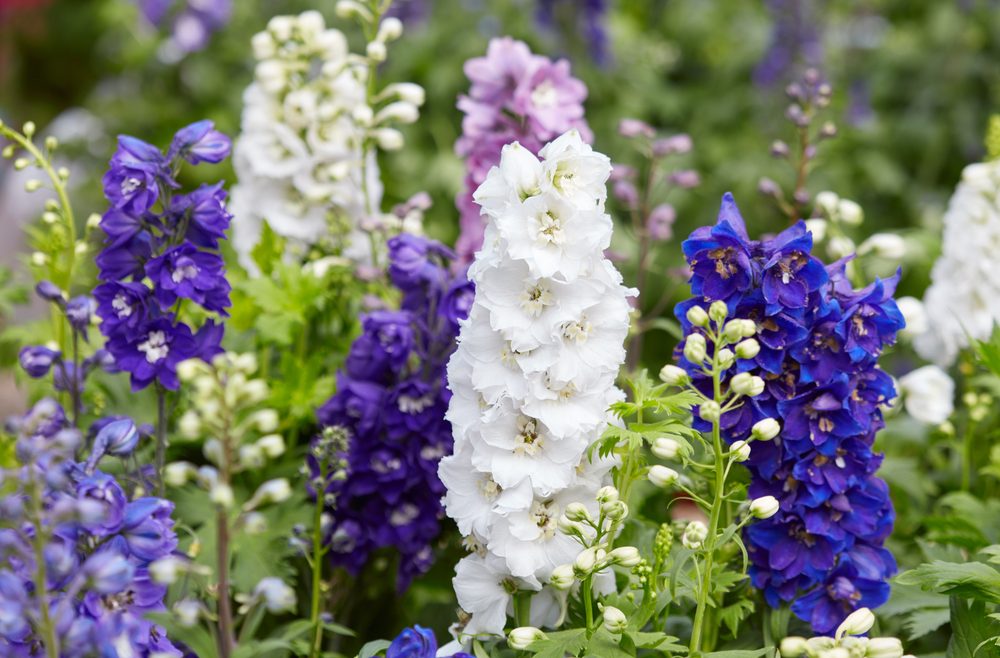 Rittersporn - cottage garten - juni - Franks kleiner Garten