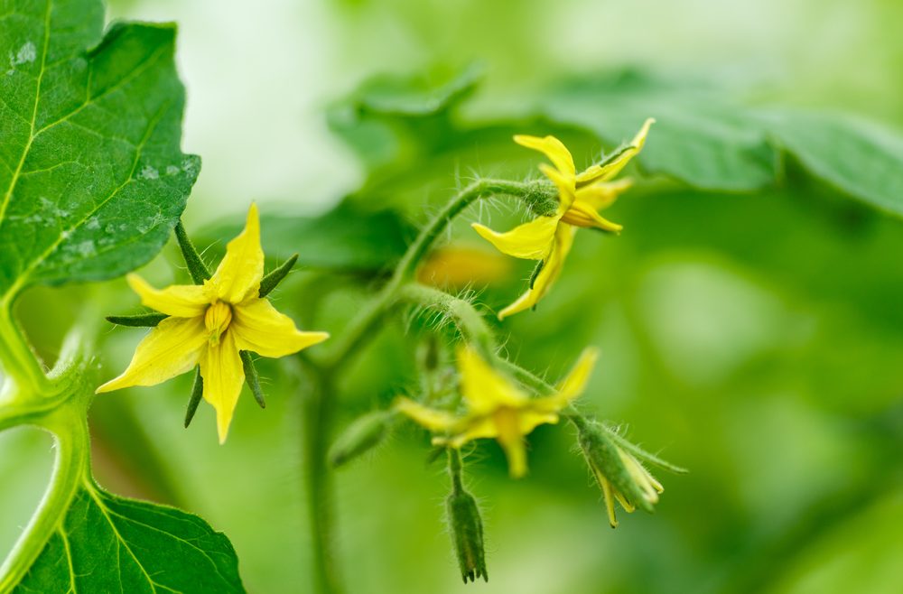 Tomatenblüten - Juni - Franks kleiner Garten